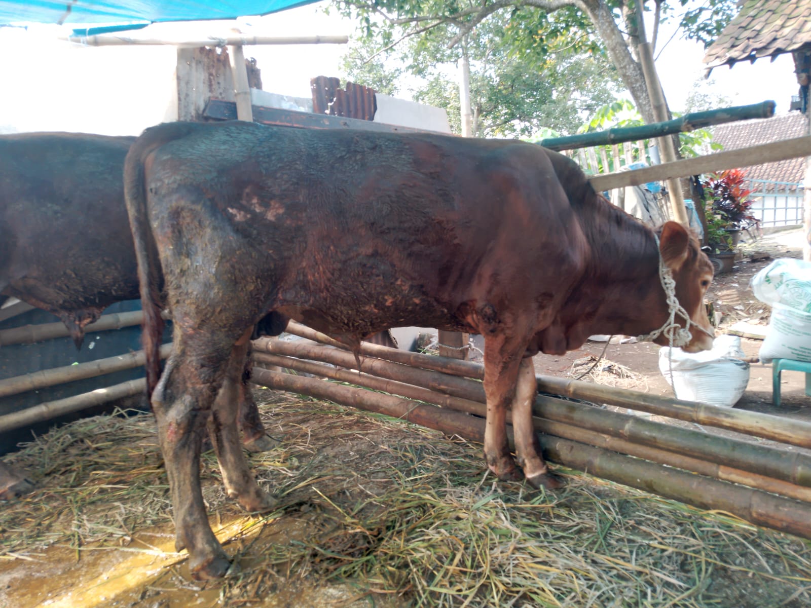 Algoritma Pemrograman Terbaru